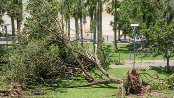 Fallen Tree With Grounds Maintenance Services Needed For Tree Damage