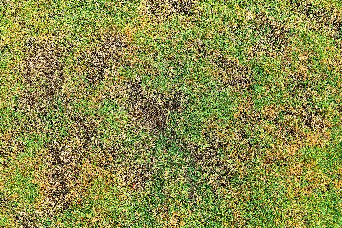 Brown Patch Fungus Prevention Grounds Control USA