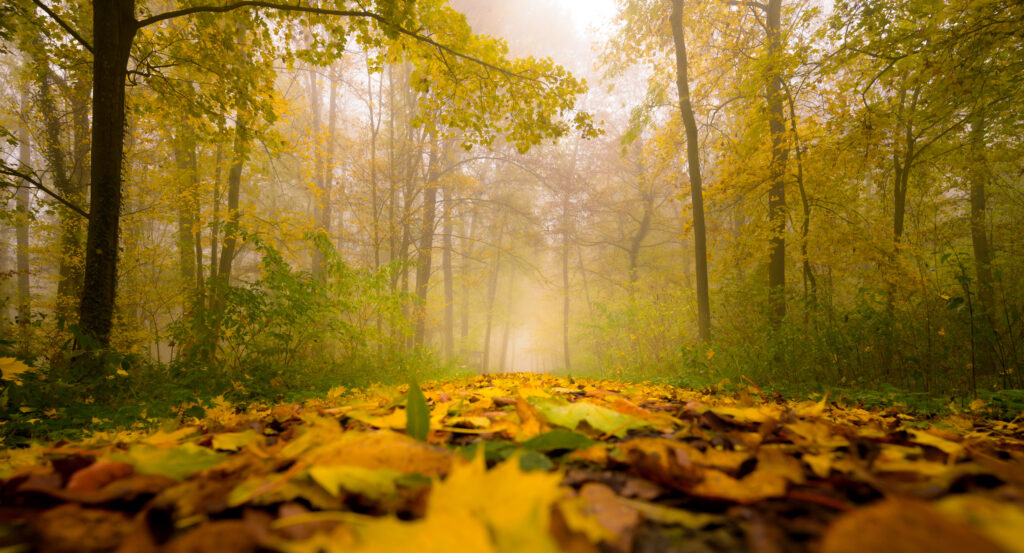 Beautiful foliage carpet in a scenic autumn foggy
