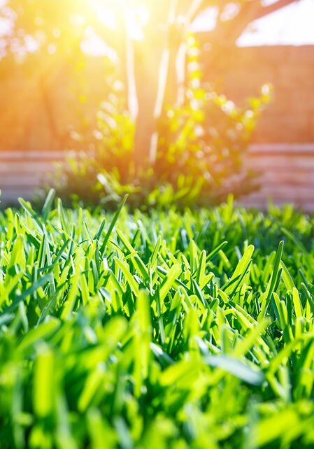 Grass Cut By Professional Exterior Facilities Company